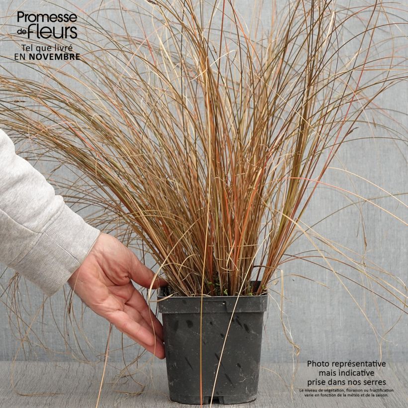 Carex comans Milk Chocolate 2L/3L pot sample as delivered in autumn