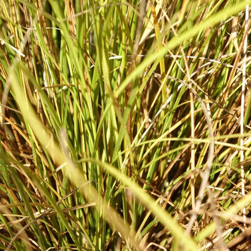 Carex comans Phoenix - Sedge Green (Foliage)