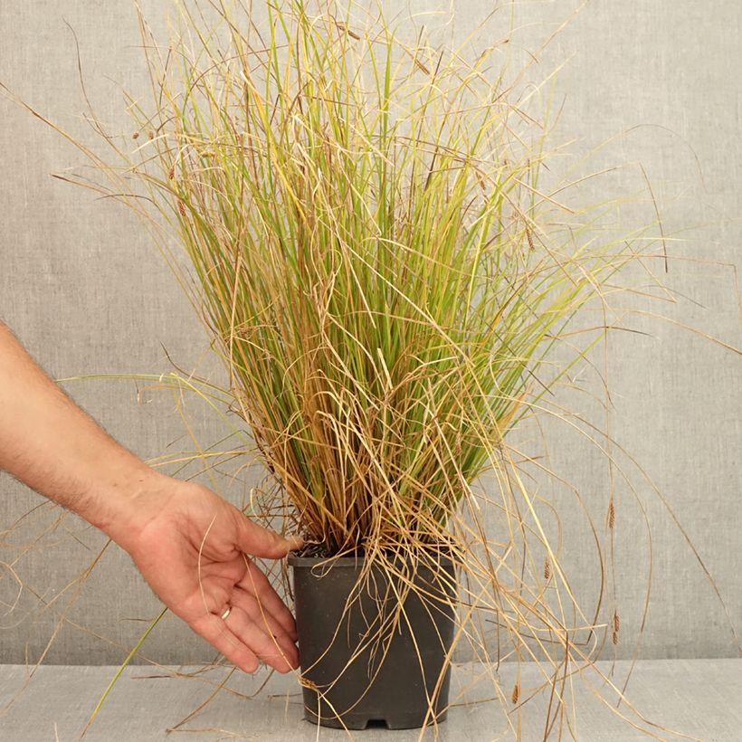 Carex comans  Phoenix - Sedge Green 1.5L/2L pot sample as delivered in summer