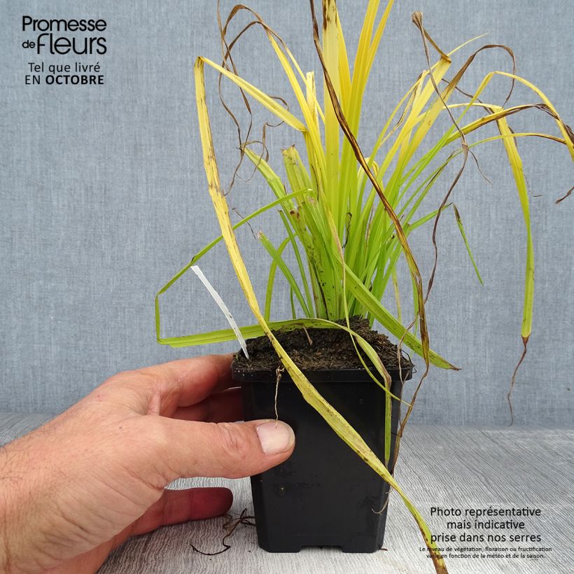 Carex elata Aurea 8/9 cm pot sample as delivered in autumn