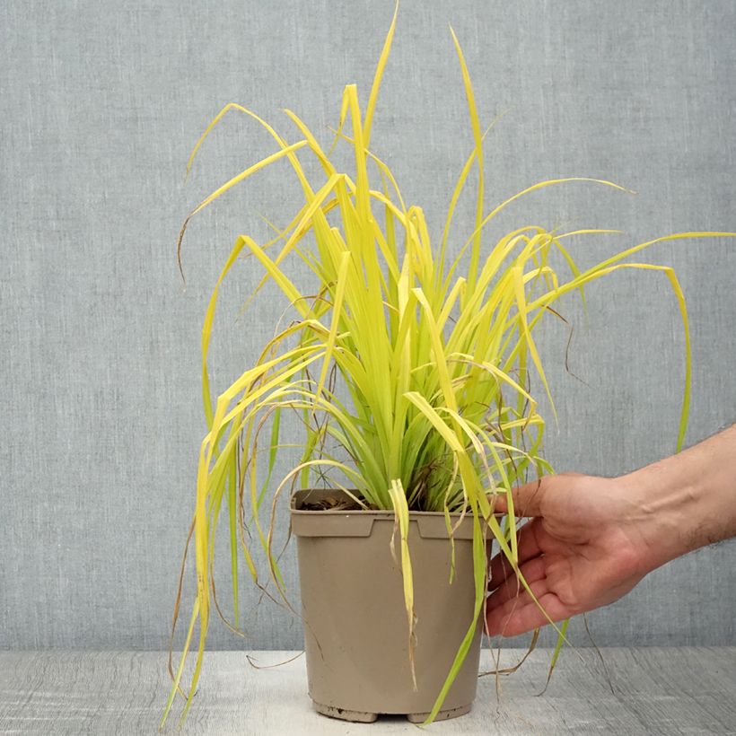Carex elata Aurea 2L/3L pot sample as delivered in summer