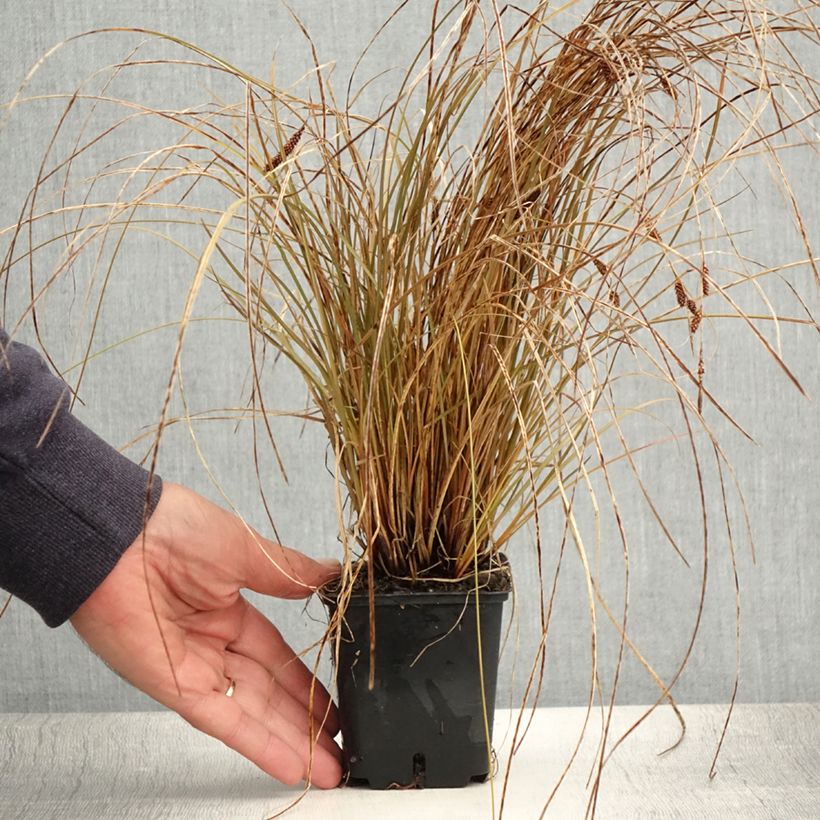Carex flagellifera Bronzita 8/9 cm pot sample as delivered in summer
