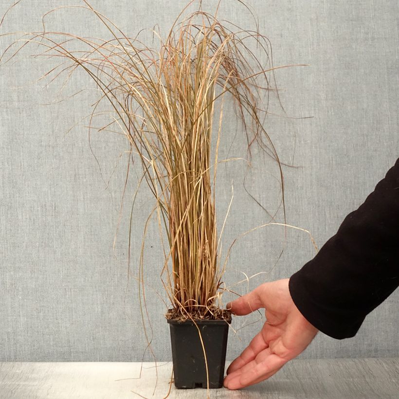 Carex flagellifera Bronzita - Laîche de Nouvelle-Zélande Godet de 8/9 cm sample as delivered in spring