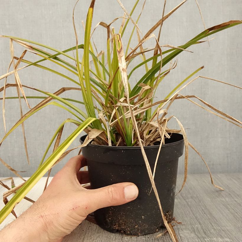Carex grayi - Club sedge sample as delivered in spring