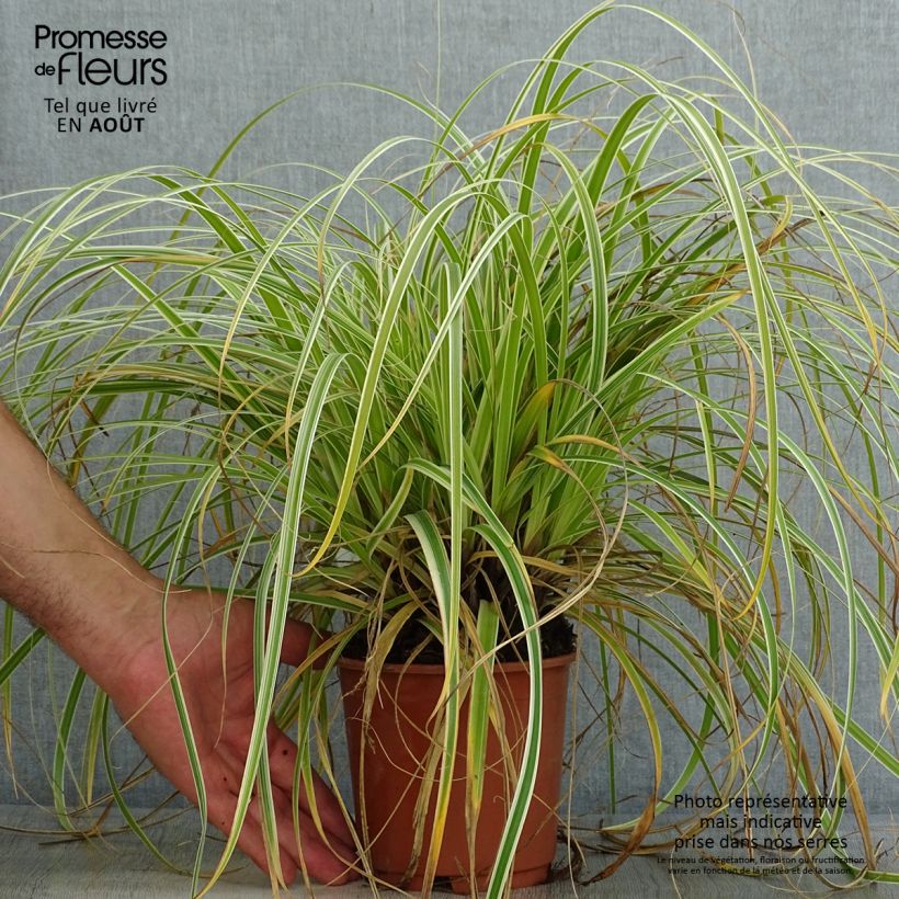 Carex Feather Falls 1L/1.5L pot sample as delivered in summer