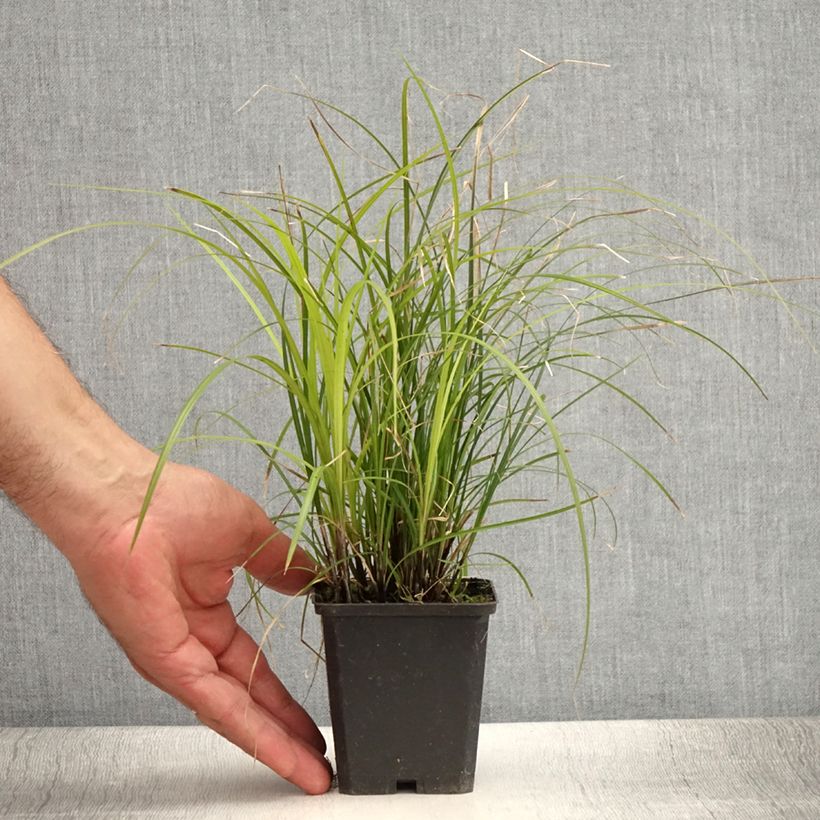 Carex lenta Osaka 8/9 cm pot sample as delivered in summer