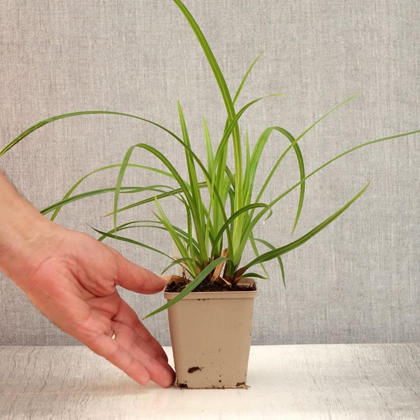 Carex morrowii Irish Green 8/9 cm pot sample as delivered in summer