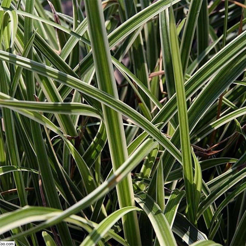 Carex morrowii Variegata (Foliage)