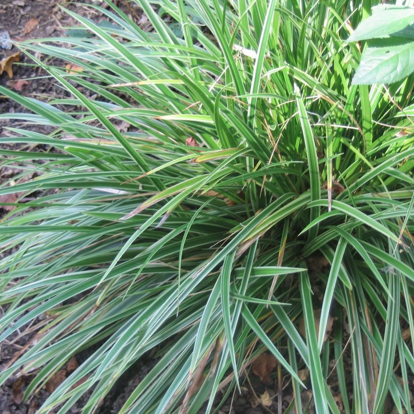 Carex morrowii Variegata (Plant habit)