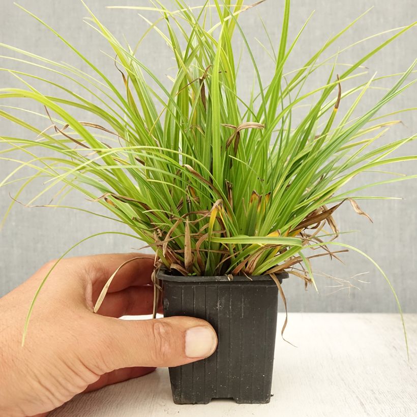 Carex morrowii Variegata 8/9 cm pot sample as delivered in summer