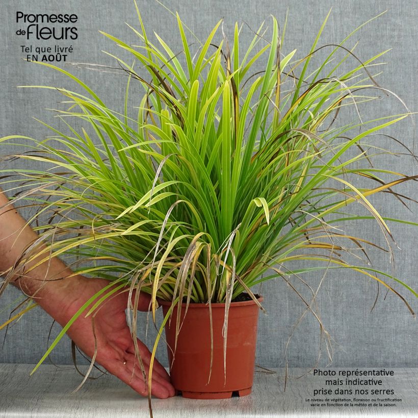 Carex morrowii Variegata 1L/1.5L pot sample as delivered in summer