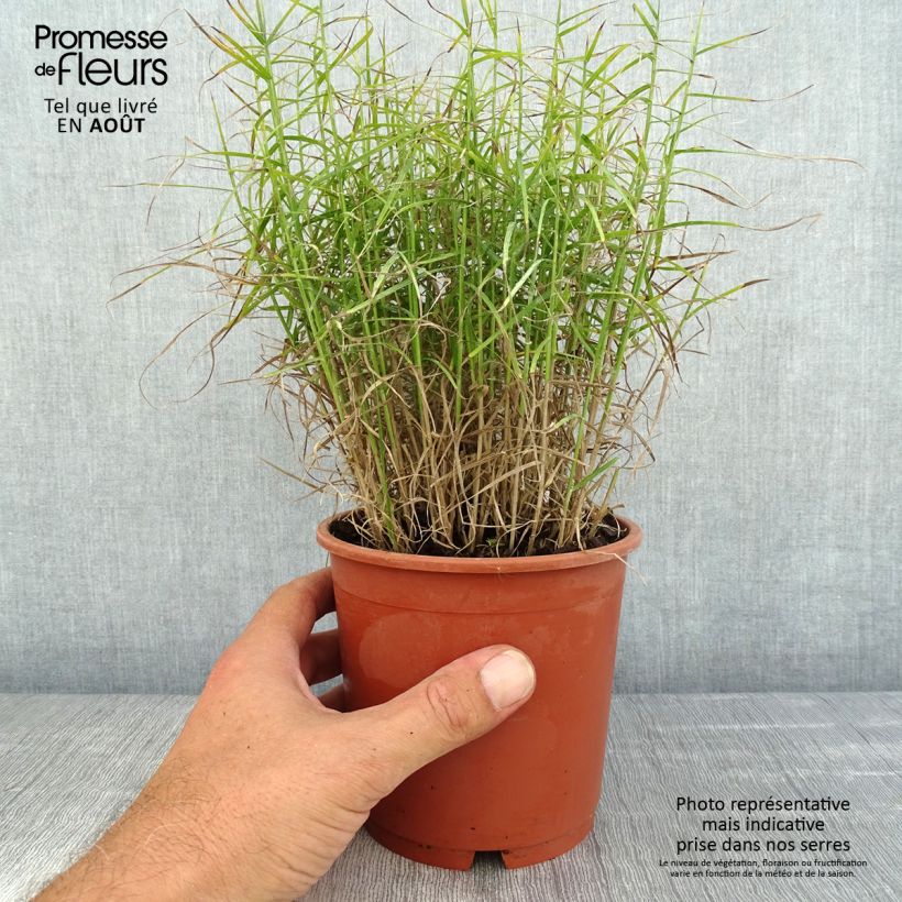 Carex muskingumensis Little Midge 1L/1.5L pot sample as delivered in summer