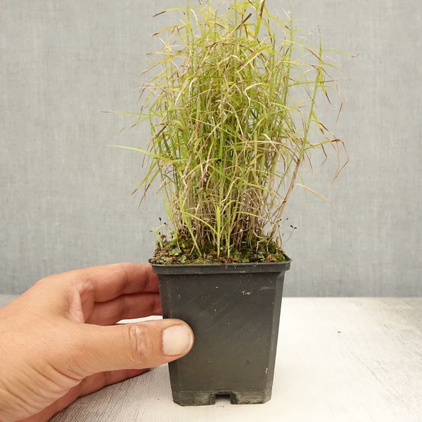 Carex muskingumensis Little Midge 8/9 cm pot sample as delivered in summer