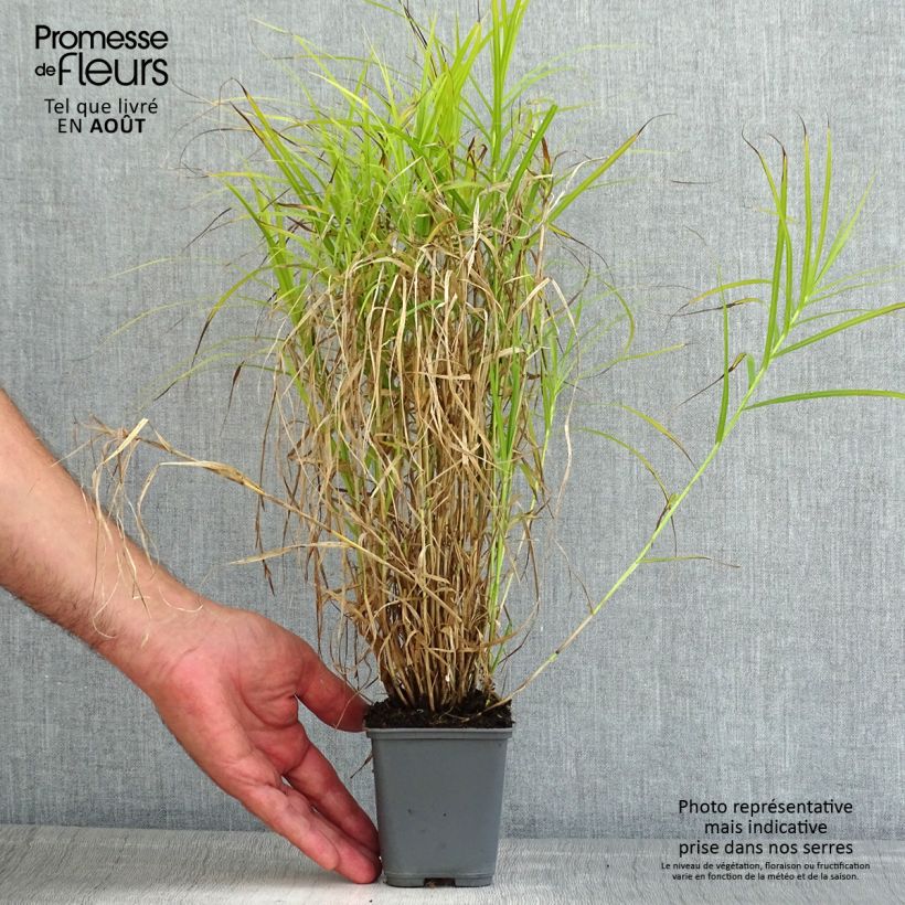 Carex muskingumensis Oehme 8/9 cm pot sample as delivered in summer