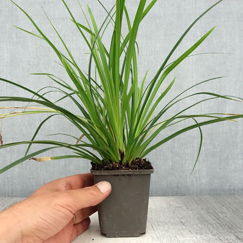 Carex muskingumensis Variegata 8/9 cm pot sample as delivered in summer