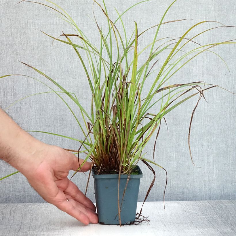 Carex nigra 8/9 cm pot sample as delivered in summer