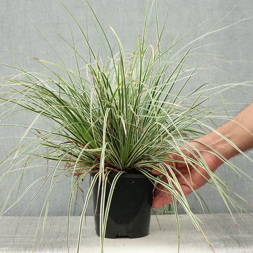 Carex oshimensis Everest - Oshima sedge 2L/3L pot sample as delivered in summer