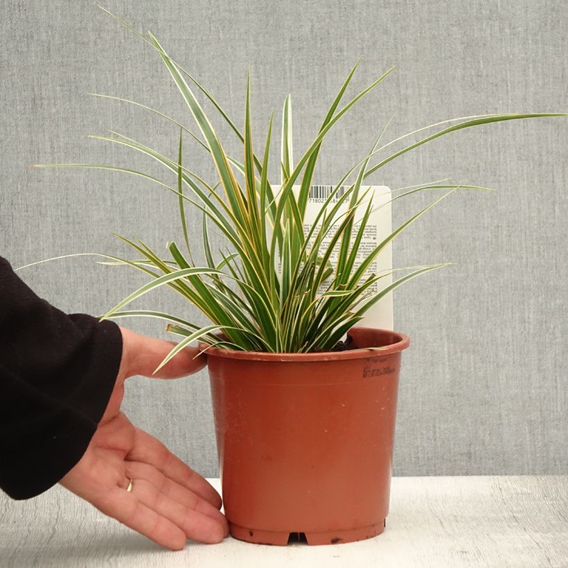 Carex oshimensis Everglow - Oshima Sedge 1.5L/2L pot sample as delivered in summer