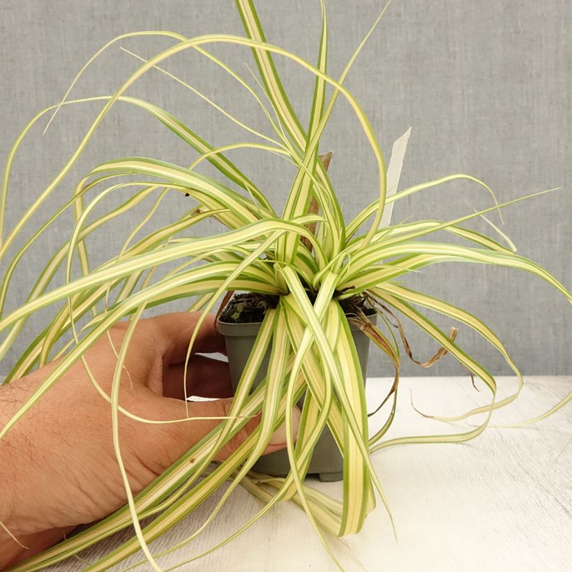 Carex oshimensis Evergold - Oshima Sedge 8/9 cm pot sample as delivered in summer