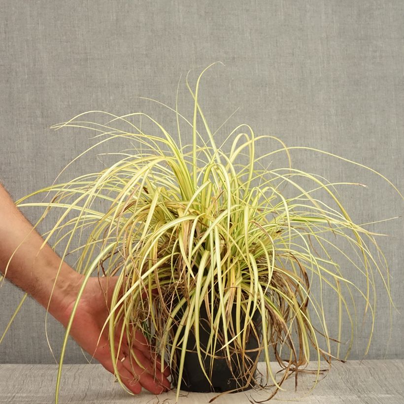 Carex oshimensis Evergold - Oshima Sedge 2L/3L pot sample as delivered in summer