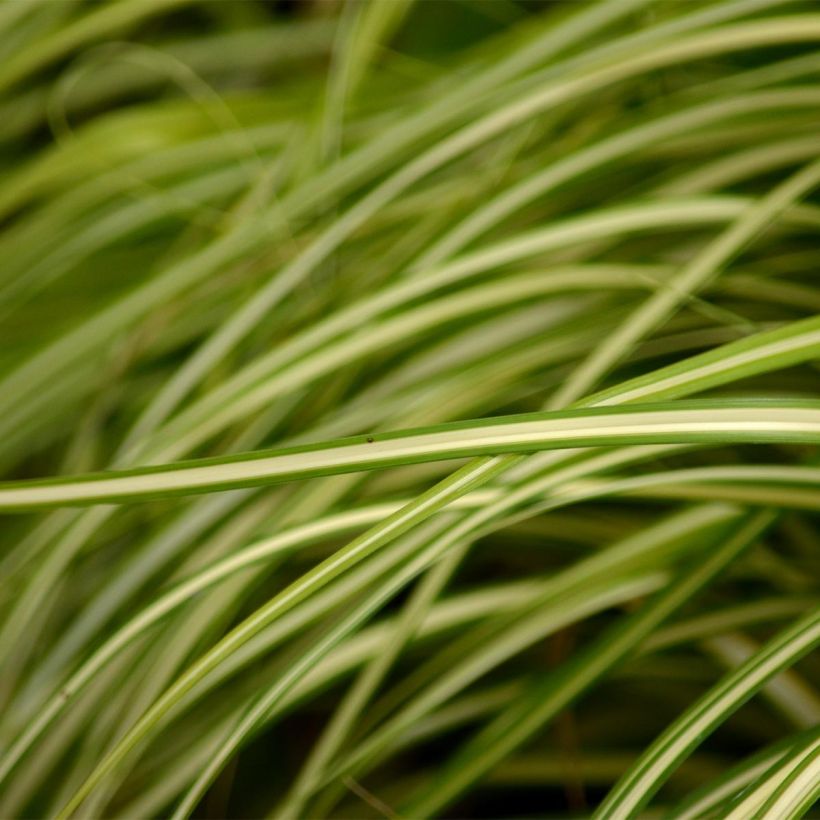 Carex oshimensis Evergold - Oshima Sedge (Foliage)