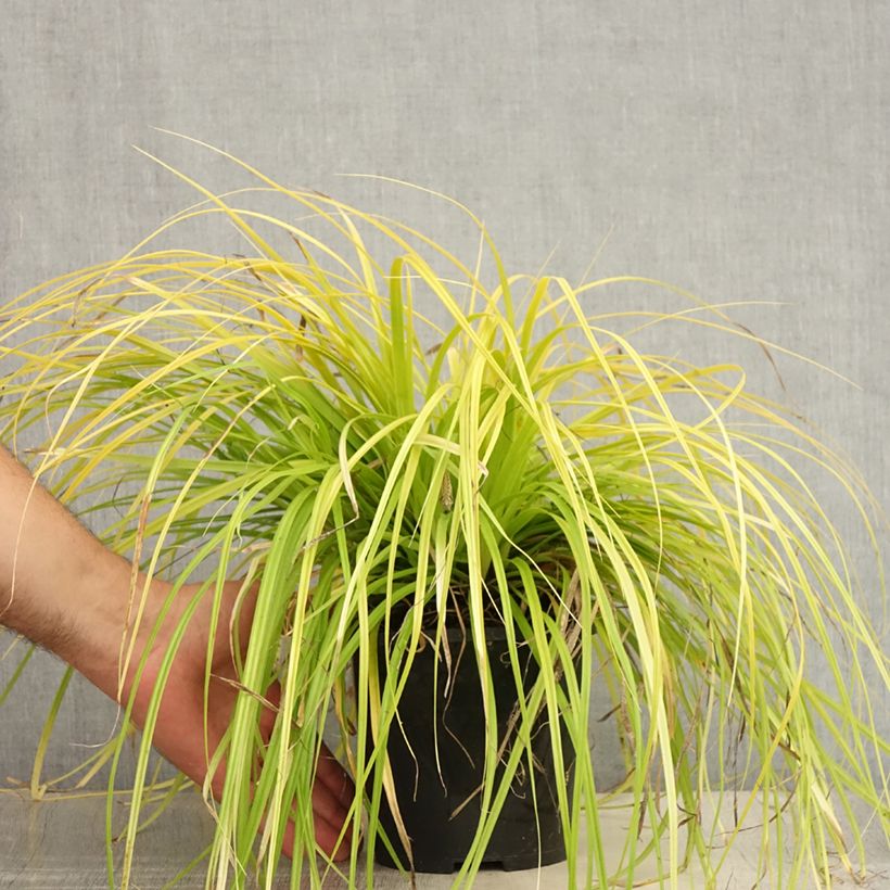 Carex oshimensis Everillo - Oshima Sedge 2L/3L pot sample as delivered in summer