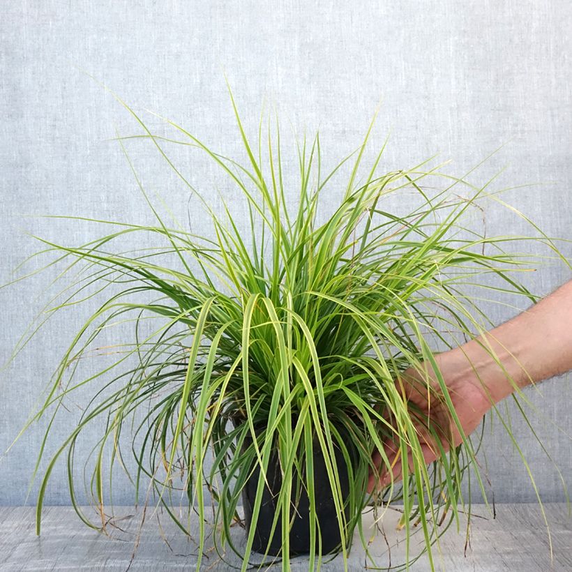 Carex oshimensis EverColor Everlime - Oshima Sedge 2L/3L pot sample as delivered in summer