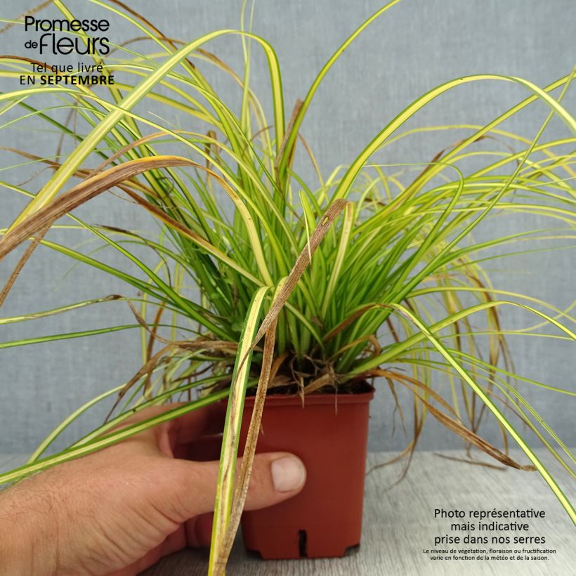 Carex oshimensis Eversheen - Oshima Sedge 8/9 cm pot sample as delivered in summer