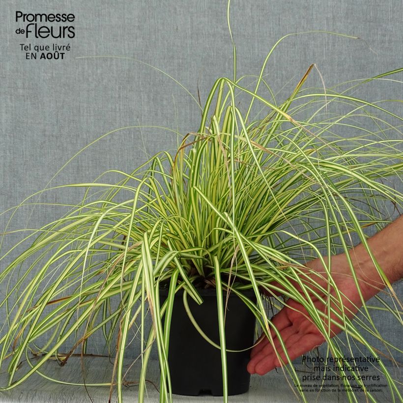 Carex oshimensis Eversheen - Oshima Sedge 2L/3L pot sample as delivered in summer