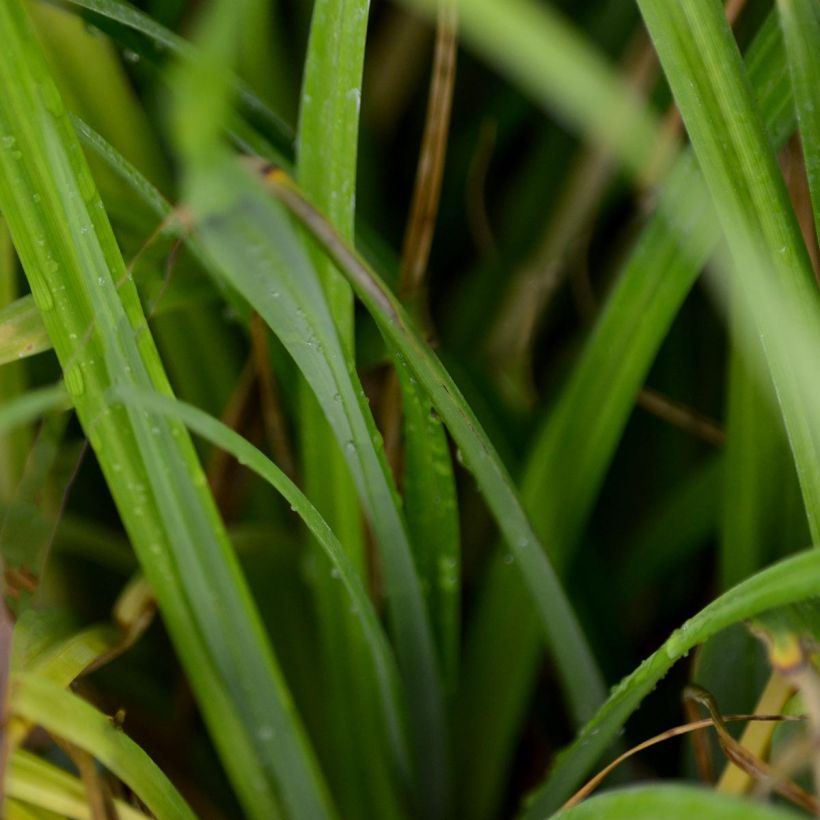 Carex pendula (Foliage)