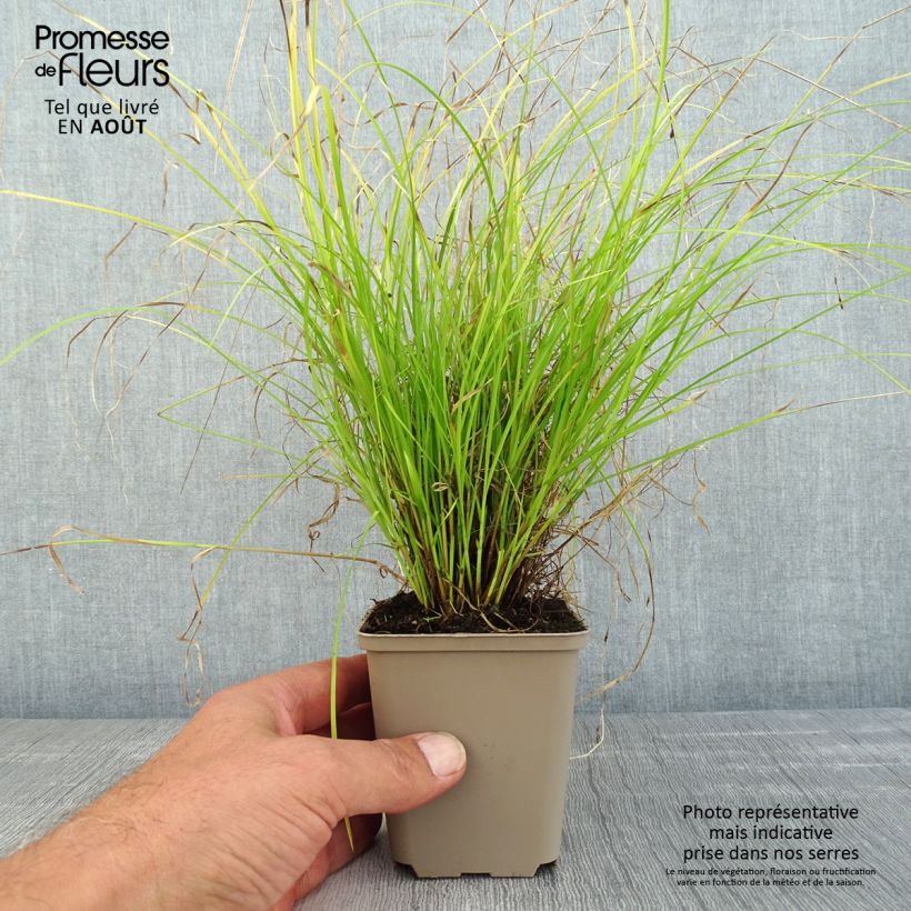 Carex remota 8/9 cm pot sample as delivered in summer