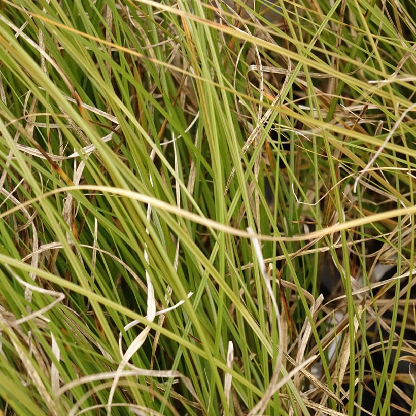Carex secta (Foliage)