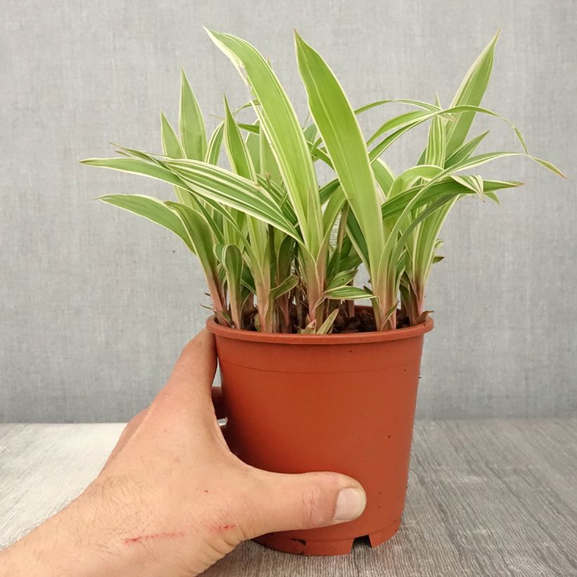 Carex siderosticta Variegata sample as delivered in spring