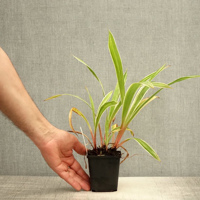 Carex siderosticta Variegata 8/9 cm pot sample as delivered in summer
