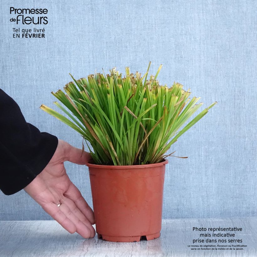 Carex sylvatica - Wood Sedge 1L/1.5L pot sample as delivered in winter