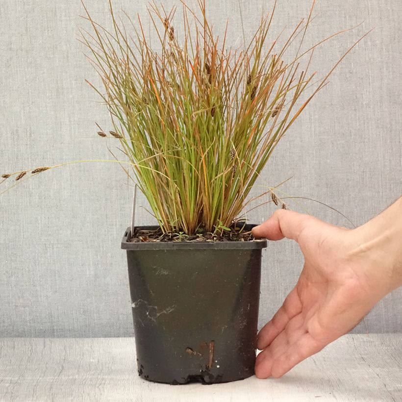Carex testacea Prairie Fire 2L/3L pot sample as delivered in summer