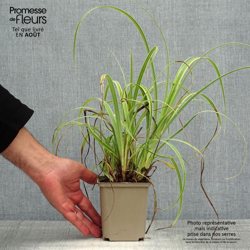 Carex trifida Rekohu Sunrise 8/9 cm pot sample as delivered in summer