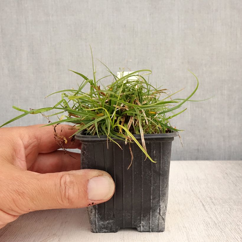 Carex umbrosa 8/9 cm pot sample as delivered in summer