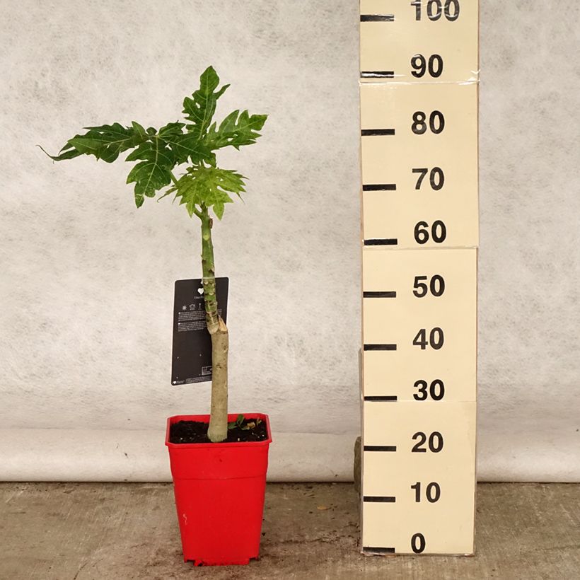 Carica papaya - Papaya 6L/7L pot sample as delivered in summer