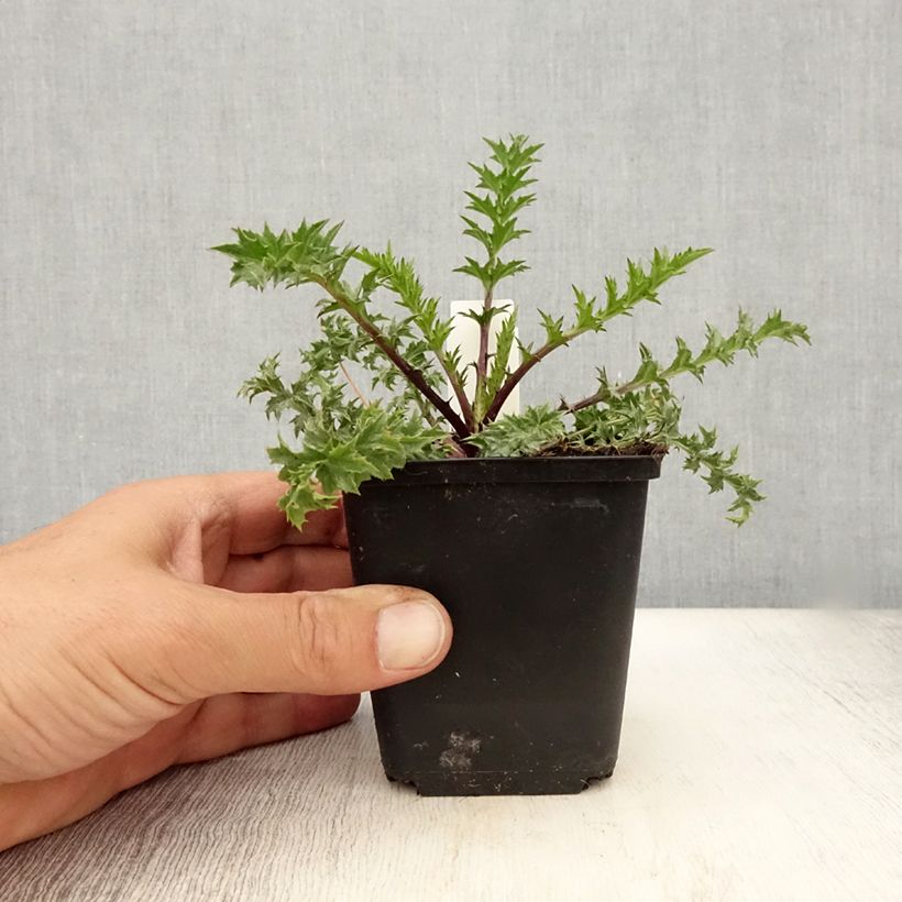 Carlina acaulis subsp. simplex Bronze 8/9 cm pot sample as delivered in summer