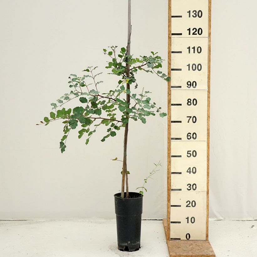 Ceratonia siliqua - Carob 6L/7L pot sample as delivered in summer