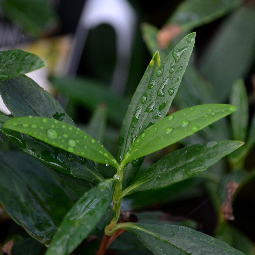 Carpenteria californica (Foliage)