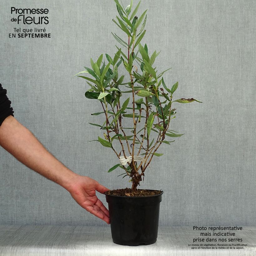 Carpenteria californica 3L/4L pot sample as delivered in autumn