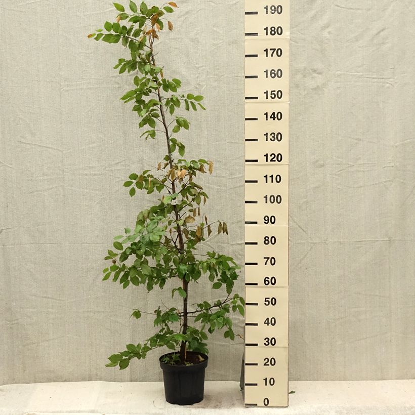 Carpinus betulus - Hornbeam 4L/5L pot sample as delivered in summer