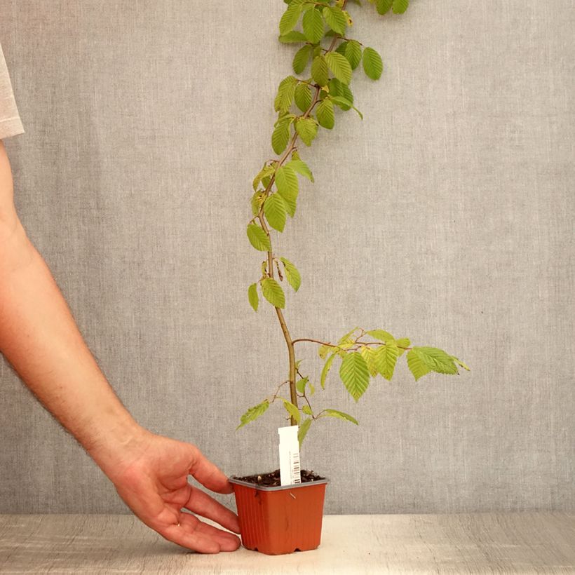 Carpinus betulus - Hornbeam 8/9 cm pot sample as delivered in summer