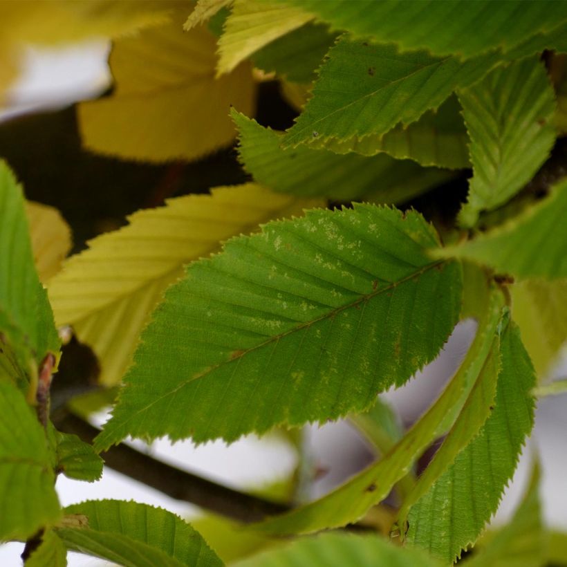 Carpinus betulus Fastigiata - Hornbeam (Foliage)