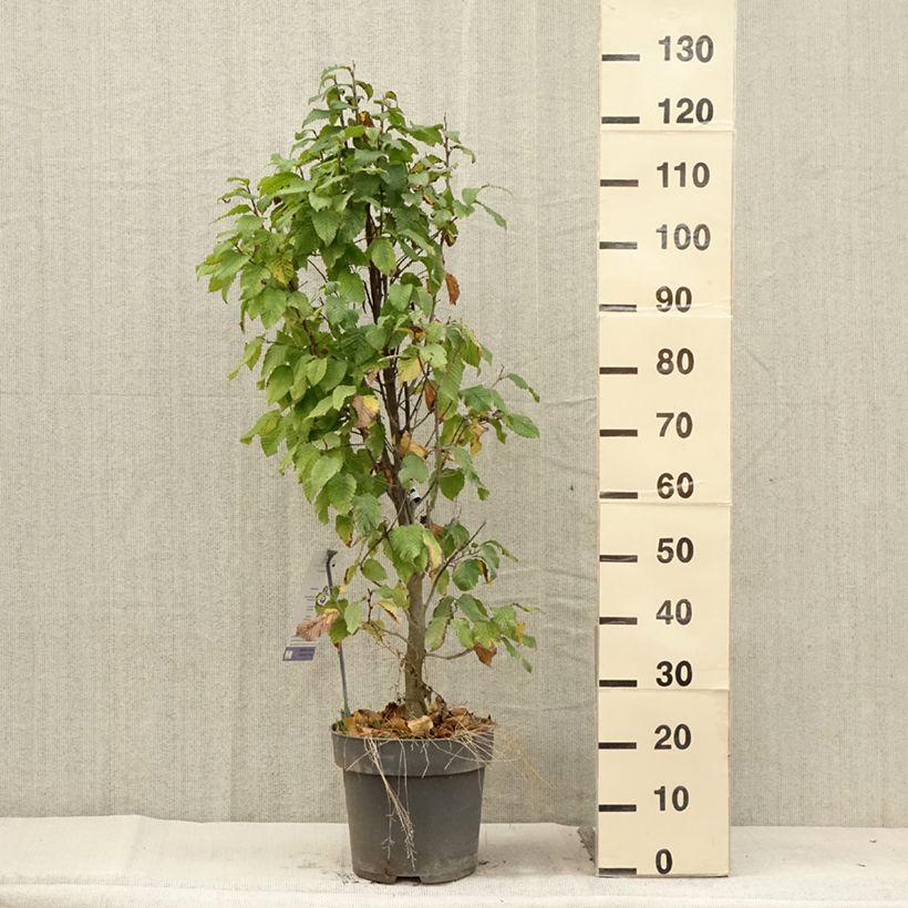 Carpinus betulus Fastigiata Monument - Hornbeam 7.5L/10L pot sample as delivered in summer
