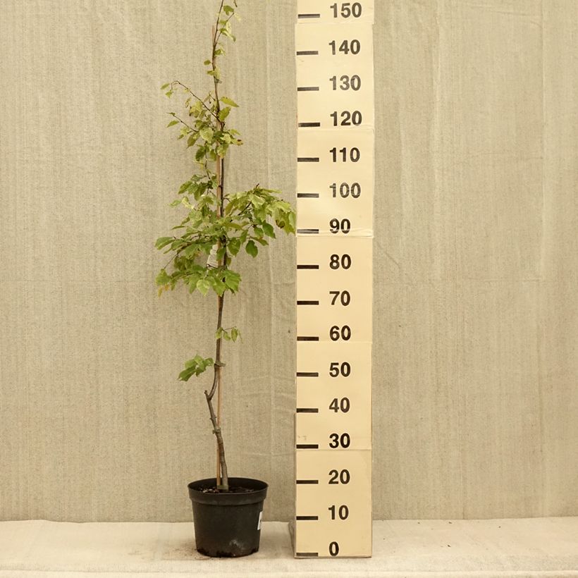 Carpinus betulus Foliis Argenteovariegatis Pendula - Hornbeam 4L/5L pot sample as delivered in summer