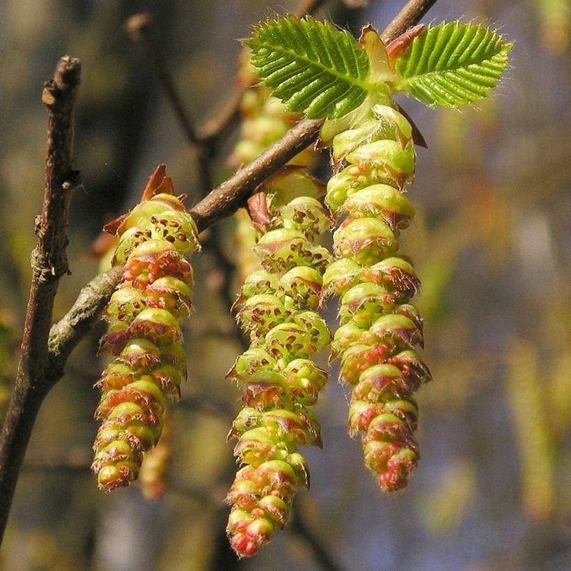 Carpinus betulus Frans Fontaine - Hornbeam (Flowering)