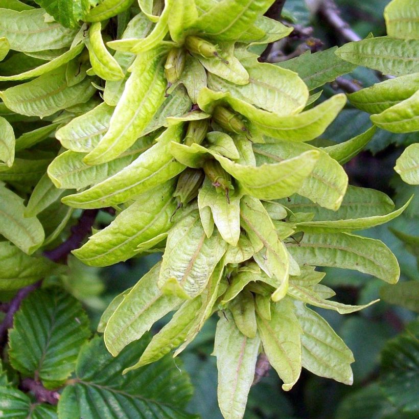 Carpinus betulus Frans Fontaine - Hornbeam (Harvest)